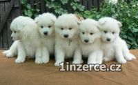 Samojed feneka s PP