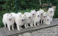 Samojed feneka s PP