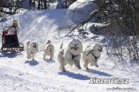 Samojed feneka s PP