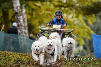 Samojed feneka s PP