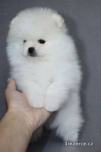 Mini Pomeranian / nmeck pic