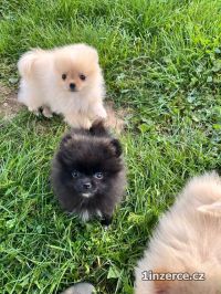 Mini Pomeranian / nmeck pic