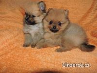 Nmeck pic/ pomeranian s PP