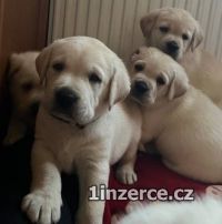 Labrador retriver s PP smetanov