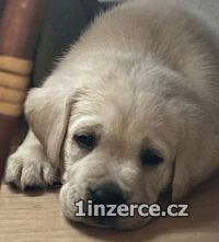 Labrador retriver s PP smetanov