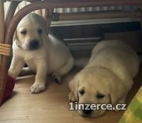 Labrador retriver s PP smetanov