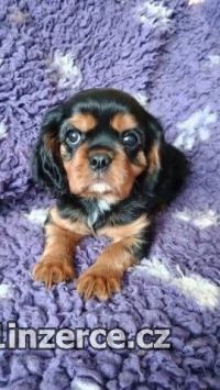 Kavalr king charles spaniel