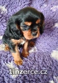 Kavalr king charles spaniel