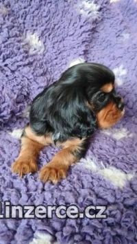 Kavalr king charles spaniel